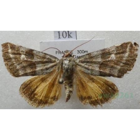 Synthymia fixa (Fabricius, 1787) France10k